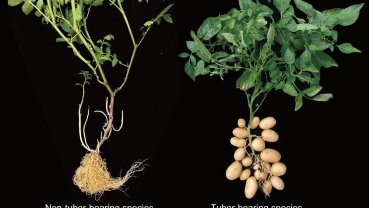 The Ancient Love Story That Created the Potato and Changed Human History