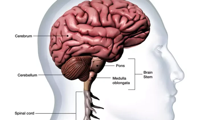The Cerebellum: More Than Just Balance and Coordination