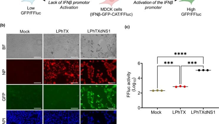 Scientists Discover a Way Bird Flu Warps Human Airways and How to Fight Back