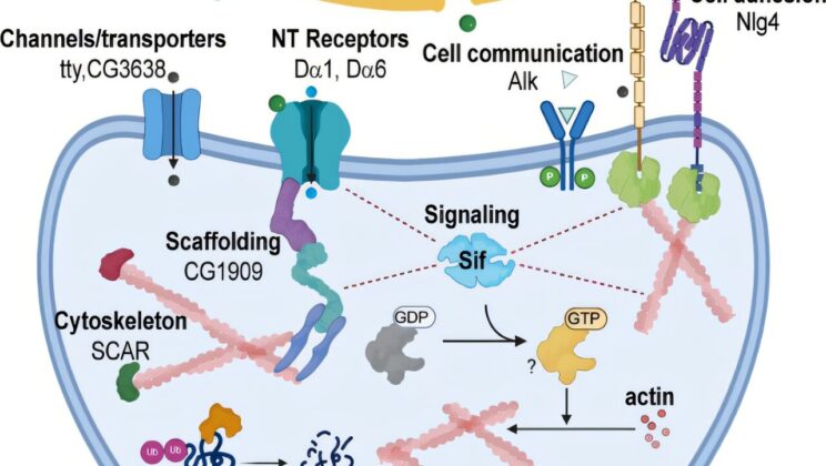 Scientists Uncover Hidden Rules of Brain Communication That Change as Life Unfolds