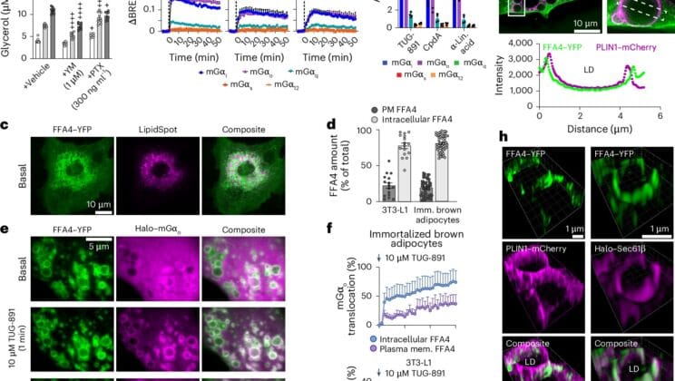 Scientists Discover Fat Cells Can Think for Themselves