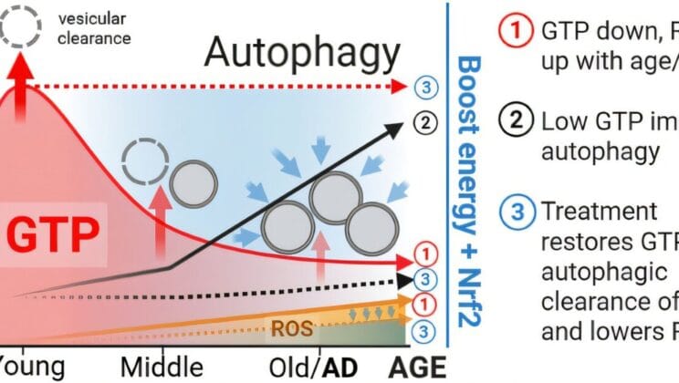 Scientists Reignite Aging Brain Cells Using Compounds from Green Tea and Vitamin B3