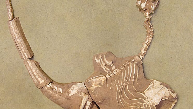 Scientists Discover a Prehistoric Predator That Hunted With Power Not Speed