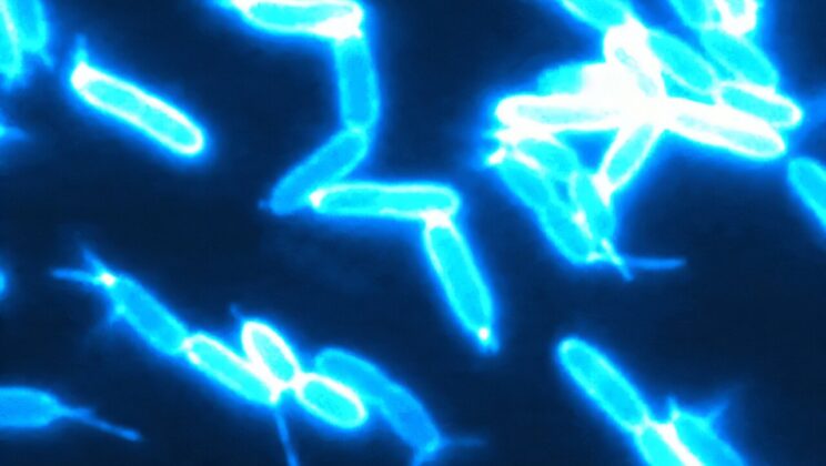 Scientists Uncover the Secret Way Viruses Protect Their Children From Destruction