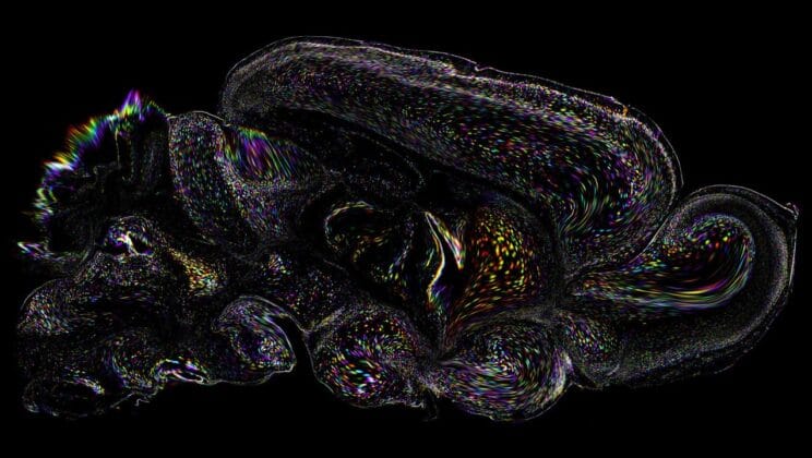 This New Compound Heals the Mind Without Hallucinations