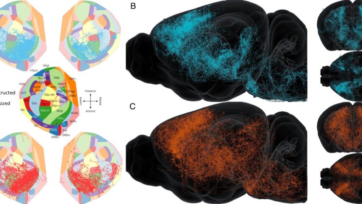 Scientists Create Digital Mouse Brain With Realistic Wiring That Mirrors Life