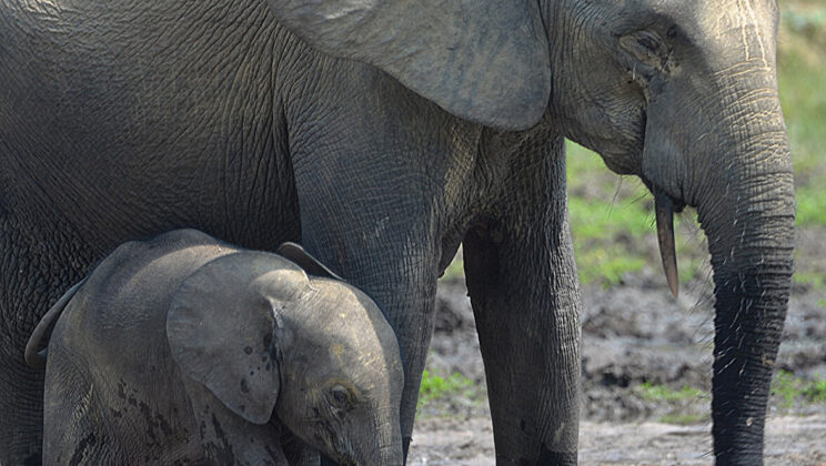 The Secret Link Between Elephants and the Music of the Rainforest