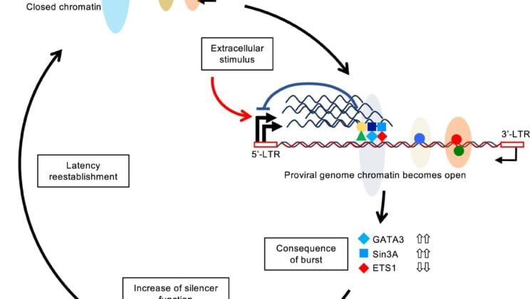 Scientists Discover Viral “Silencer” That Helps Leukemia Virus Hide in the Body — and It Could Help Fight HIV