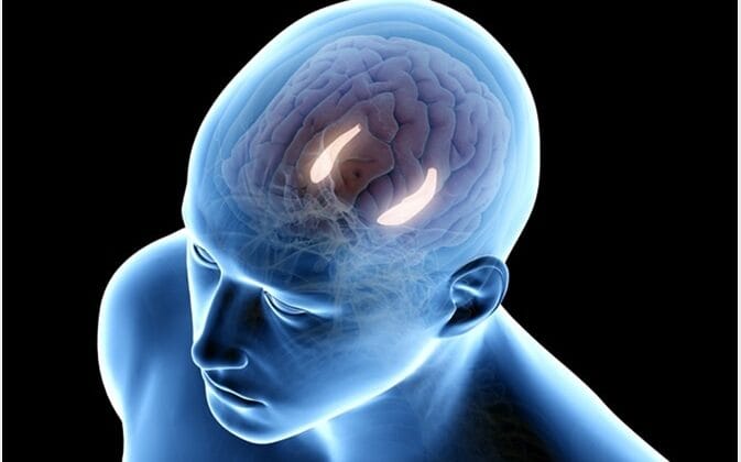 The Role of the Hippocampus in Memory