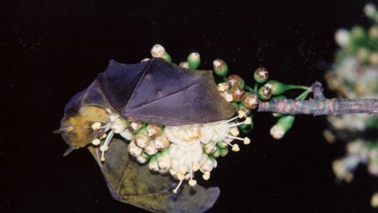 The Surprising Truth About How Many Fathers Your Fruit Really Has