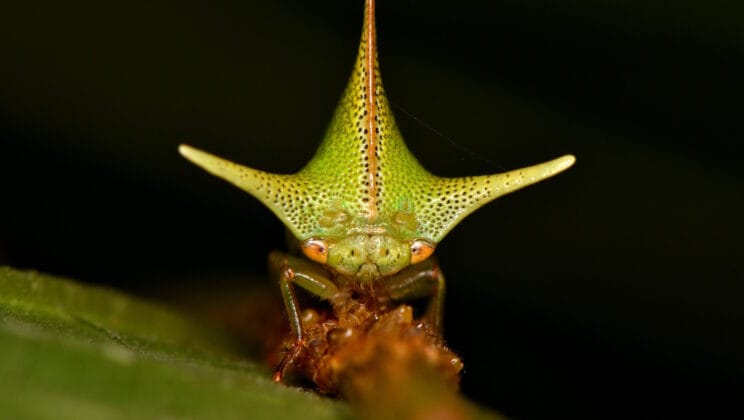 The Electric Secret Behind One of Nature’s Strangest Insects