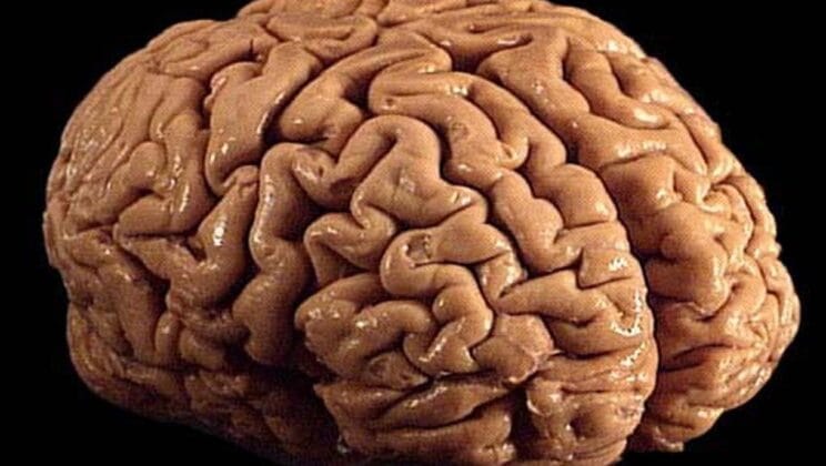 How the Brain Interprets Reality: A Neuroscience Perspective