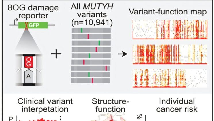 The Glowing Cells That Could Save Millions from Colon Cancer