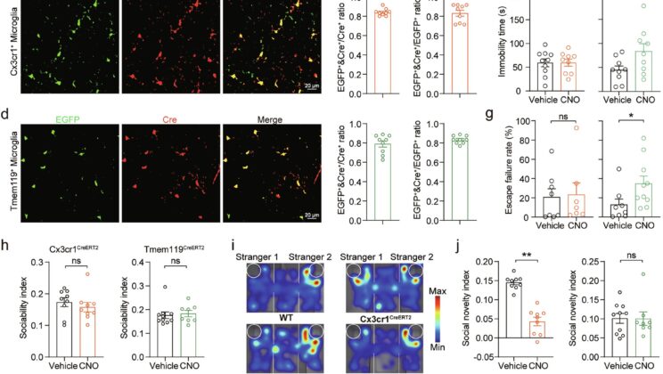 Tiny Brain Cells Could Hold the Secret to Autism and Depression