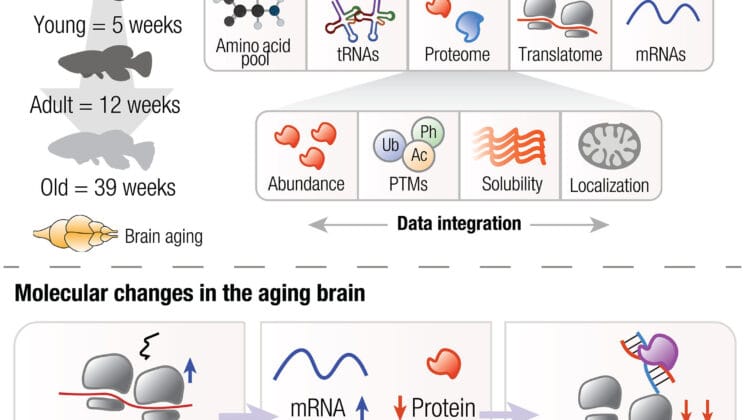 Scientists Discover Why Our Brains Age and the Answer Is Hidden in a Tiny Fish