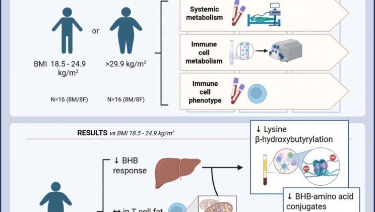 Scientists Uncover Why Fasting Heals Some Immune Systems but Not All