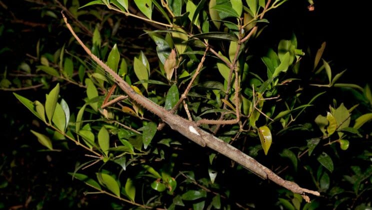 Scientists Stunned by Massive Stick Insect Found in the Treetops