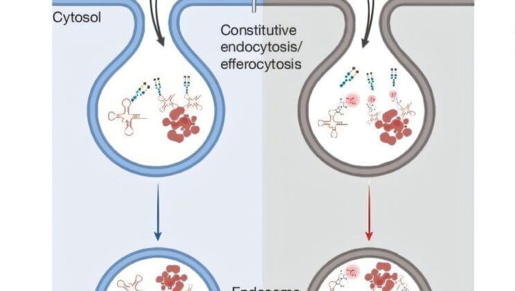 Scientists Uncover the Sweet Secret That Stops Immune Attacks