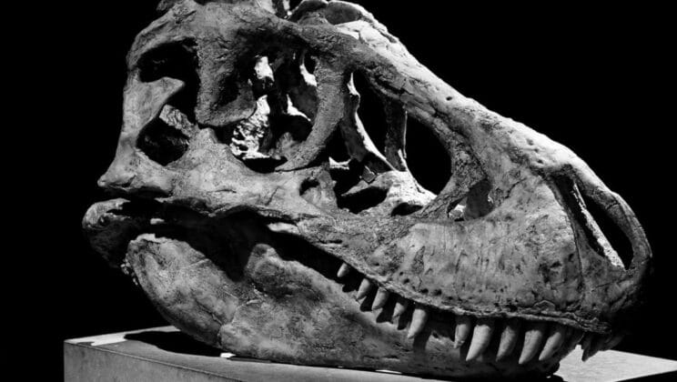 Can DNA Be Extracted From Fossils?