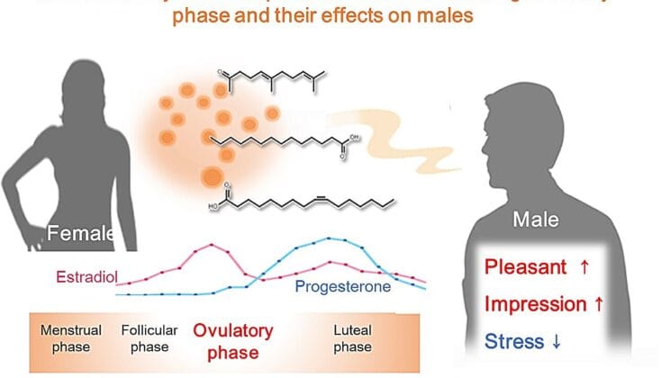 Scientists Discover a Secret Signal in Women’s Scent That Calms and Connects