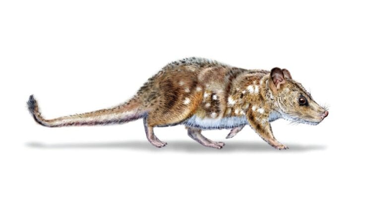 Smallest Prehistoric Mammal Ever Found in South America Reveals Lost World