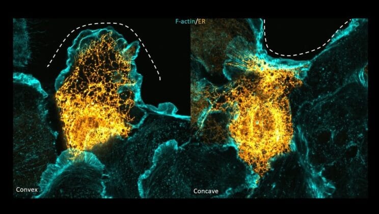 The Hidden Shape Language That Teaches Your Cells How to Heal
