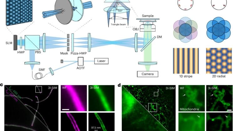 The Secret World of Living Cells Comes Alive With a New Microscope