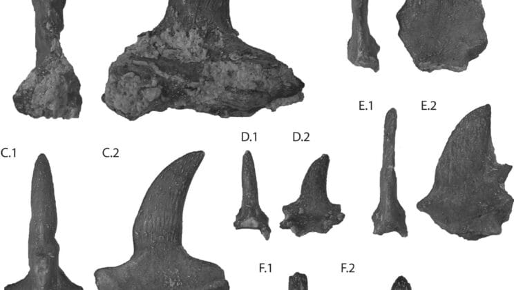 Ancient Reptile With Mysterious Back Spikes Unearthed in Arizona