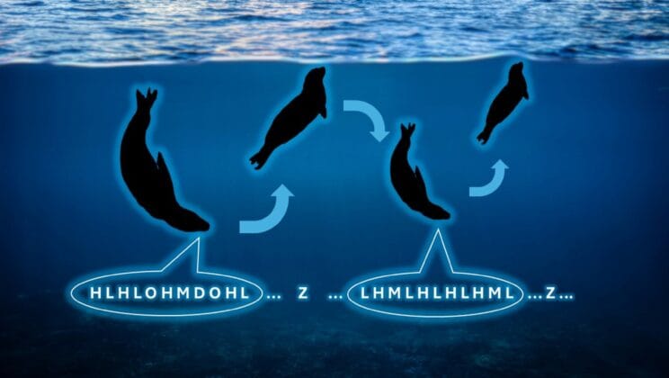 Scientists Discover Antarctic Seals Sing Songs Like Human Nursery Rhymes