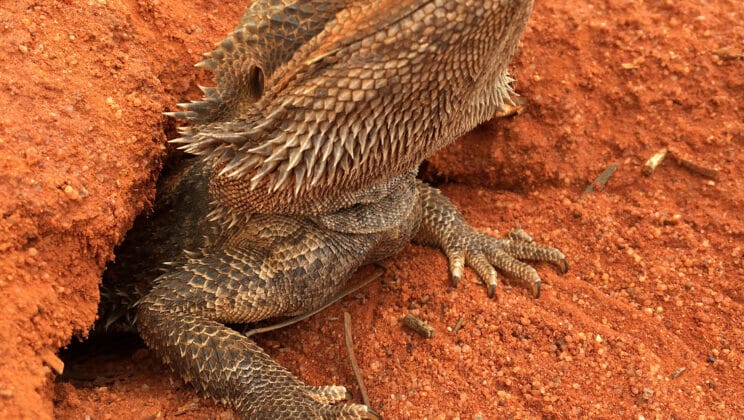 Scientists Finally Uncover the Hidden Gene That Decides the Sex of a Dragon