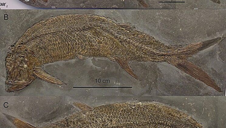 Scientists Uncover the Largest Thrissops Ever Found in the Jurassic Seas