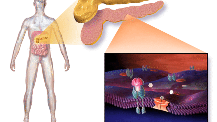 Scientists Keep Transplanted Cells Alive in a Human Without Immune Suppression for the First Time