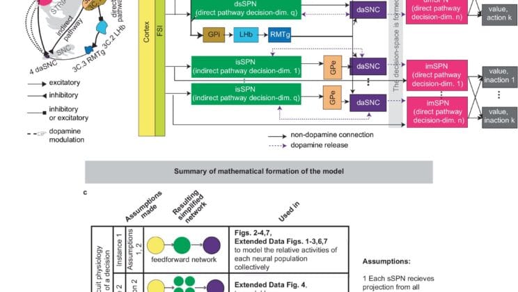 Scientists Uncover Hidden Brain Circuit That Secretly Guides Every Decision We Make