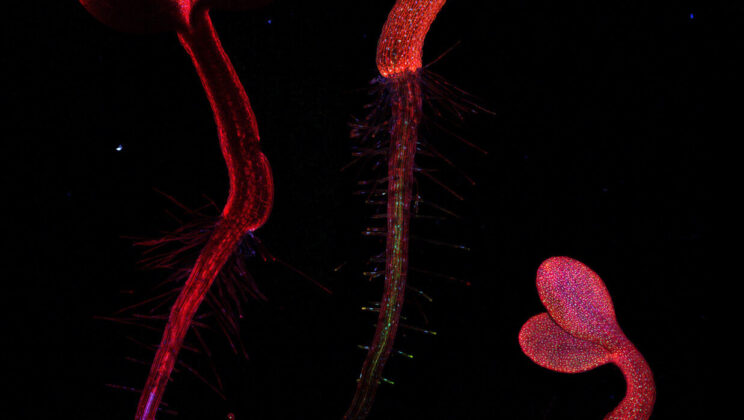 Scientists Uncover the Secret Velcro Inside Plants That Could Save Our Food Future