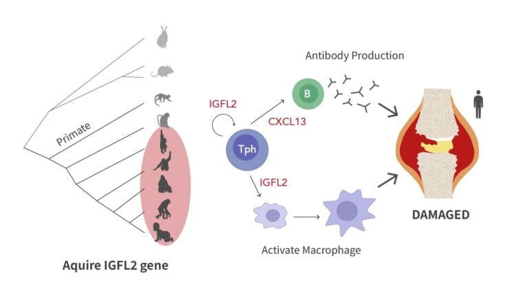 Scientists Uncover a Primate-Specific Immune Molecule That Could Revolutionize Rheumatoid Arthritis Treatment