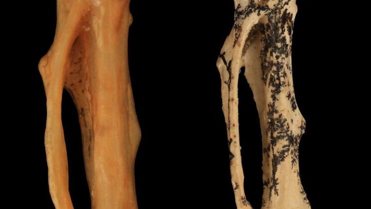 Scientists Unearth Giant Ancestor of Australia’s Lyrebird—And It Couldn’t Fly