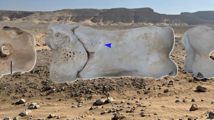 Archaeologists Discover 3,000-Year-Old Whistle in Egypt That Still Works