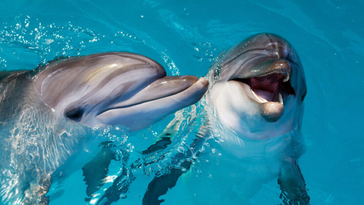How Dolphins Use Language to Talk to Each Other
