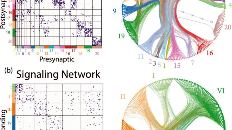 Neuroscientists Found Something in a Worm’s Brain That Could Change How We Understand Ours