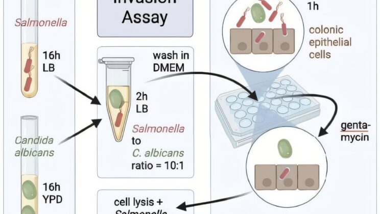 Your Gut Yeast Might Be Helping Dangerous Bacteria Spread—Here’s What Researchers Found