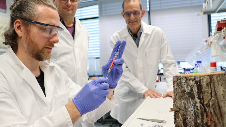 The Secret Weapon Hiding in Pine Trees for 300 Million Years