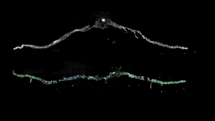 Scientists Discover Plants Unlock a Hidden “Immune Superpower” After Drought Ends