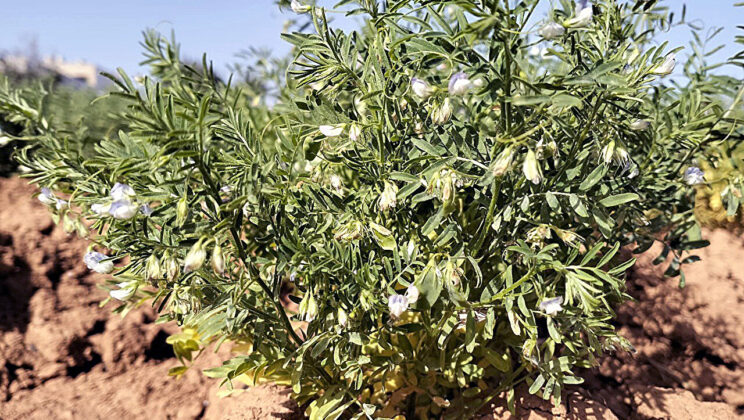 Scientists Unearth 2,000-Year-Old Lentils in the Canary Islands—And They’re Still Shaping Our Future