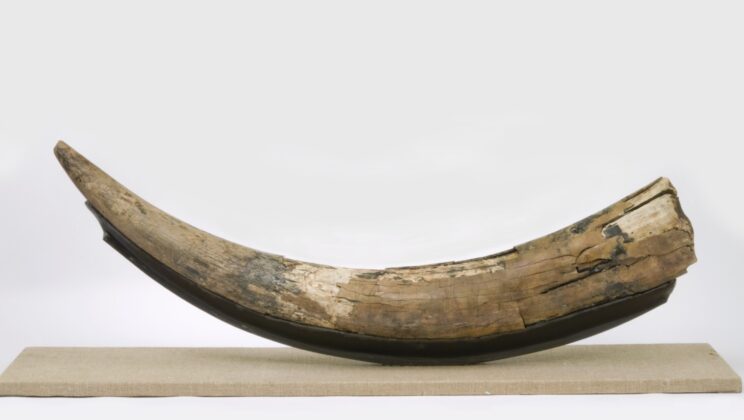 Ancient DNA Reveals Ice Age Mastodons Were World Travelers With Hidden Family Secrets