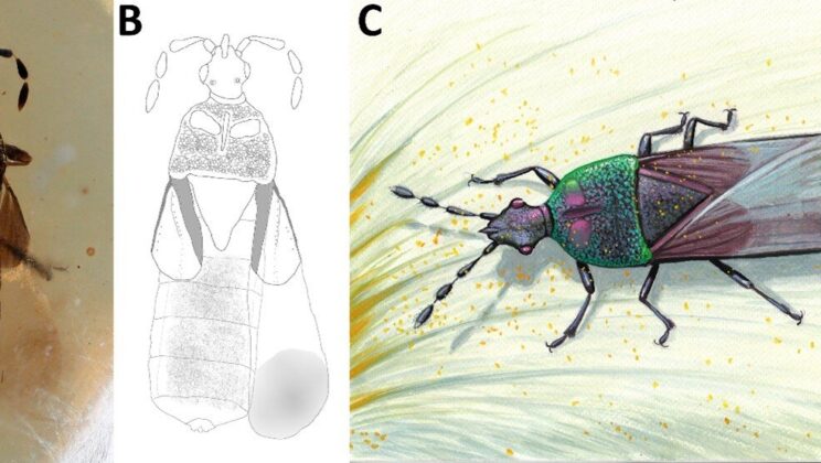 99-Million-Year-Old Bug in Amber Reveals a Forgotten Pollinator of the Dinosaur Age