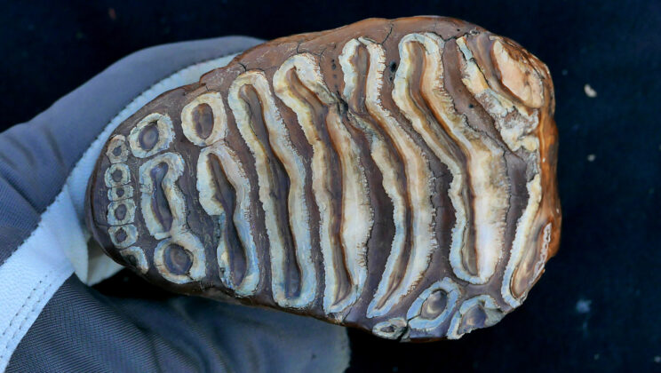 Scientists Find Million-Year-Old Microbes Inside Mammoth Fossils — Could They Have Caused Extinction?