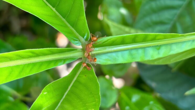 The Secret Sugar Plants Hide on Their Leaves—And Why Ants Love It