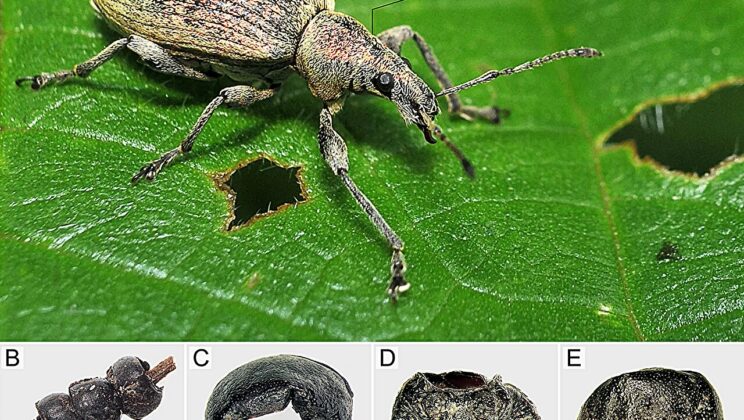 Archaeologists Unearth 3,000-Year-Old Beetle Jewelry in Child’s Grave in Poland