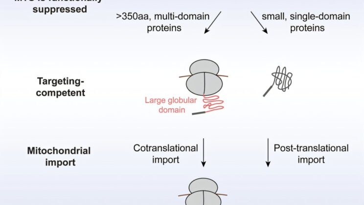 Scientists Uncover the Hidden ‘Boarding Pass’ That Lets Proteins Enter Mitochondria