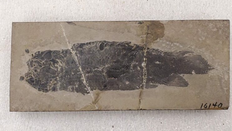 Before Dinosaurs, Fish With Super-Jaws Ruled the Seas—And Shaped Human Evolution